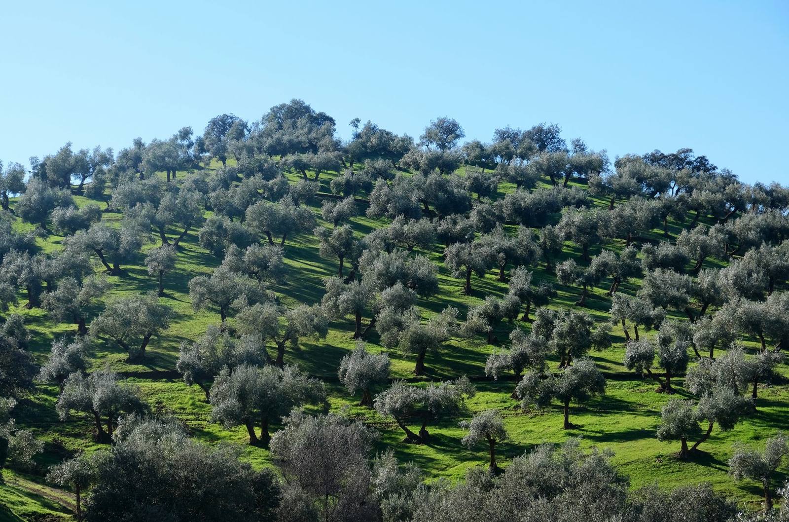 Olive trees on a sunlit hillside in Andalusia