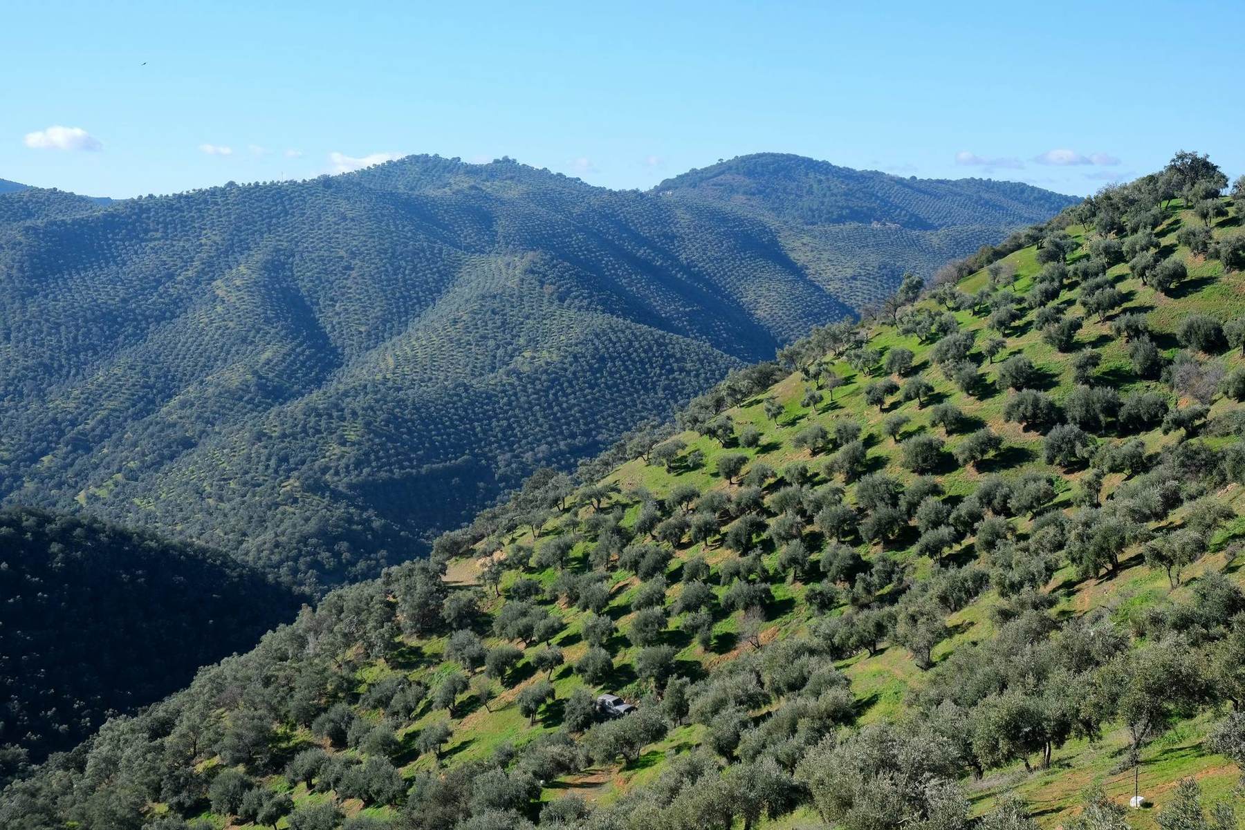 Olive groves covering hills in the Andalusian countryside