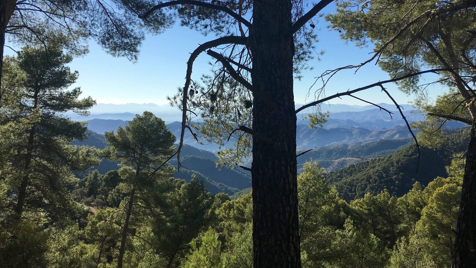 Pine trunks framing a view across the mountains near Málaga