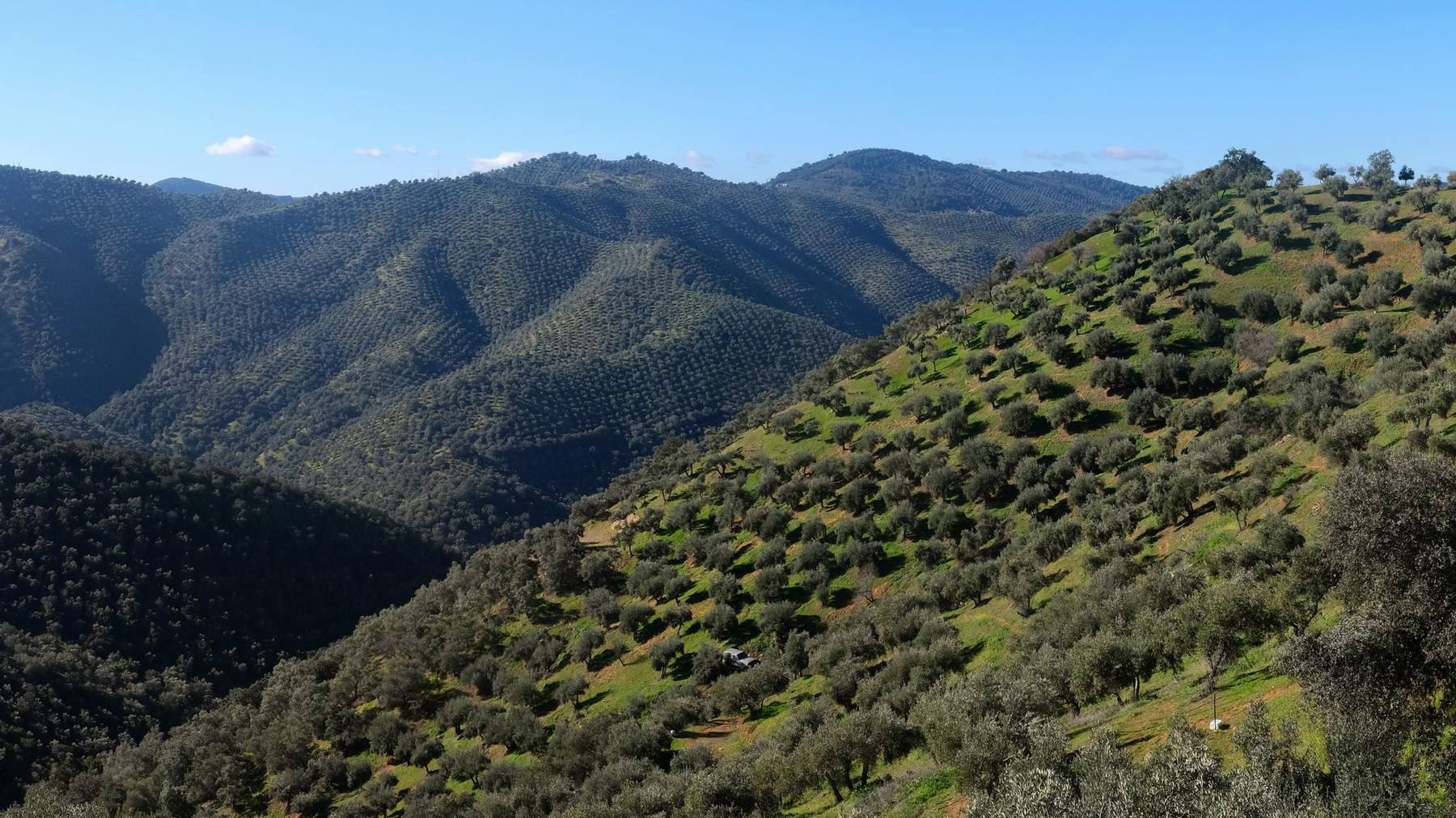 A wide valley of olive groves and hills under a clear sky
